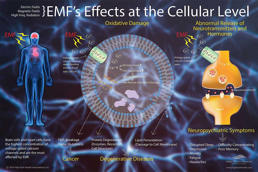 emf-effects-cellular.jpg