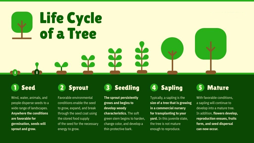 life-cycle-tree.jpg